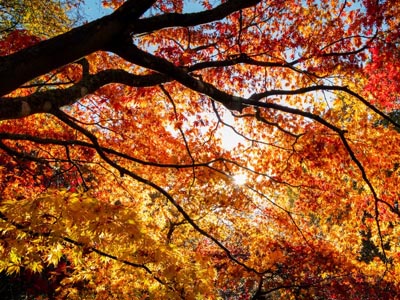 Westonbirt Arboretum